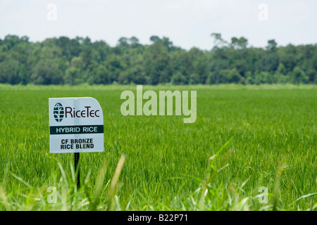 RiceTec Hybrid Rice planting near Winnie TX herbicide resistant nontransgenic rice Stock Photo