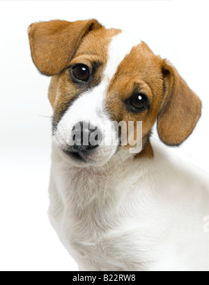 jack russell Stock Photo