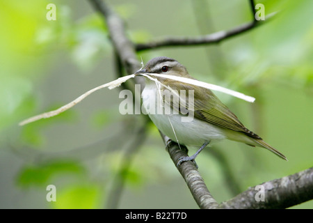Red eyed Vireo with Nest Material Stock Photo