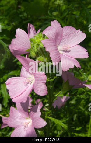 Musk Mallow Malva moschata in full bloom and showing hair on the buds Stock Photo