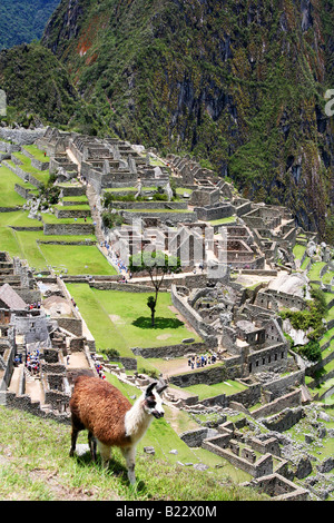 Llama at Machu Picchu Stock Photo