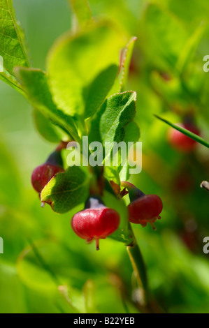 Alpine Bilberry or Whortleberry ( Vaccinium myrtillus ). Bernese Alps, Switzerland Stock Photo