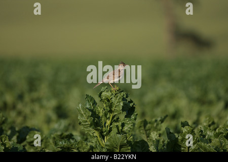 Skylark sitting on a sugar beet bolter Stock Photo