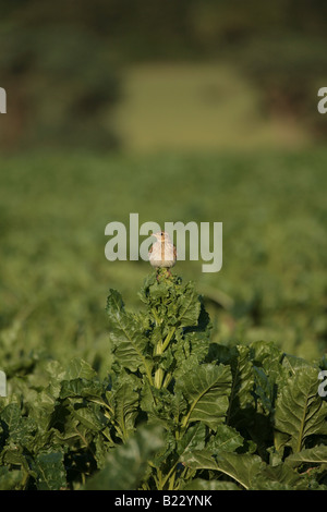 Skylark sitting on a sugar beet bolter Stock Photo