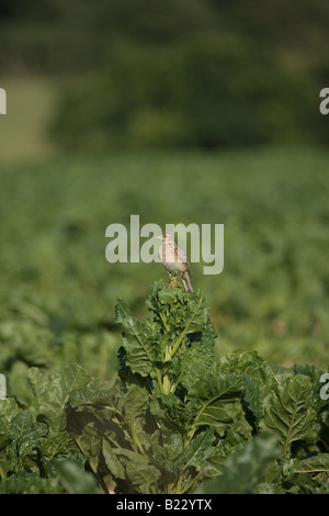 Skylark sitting on a sugar beet bolter Stock Photo