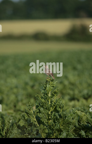 Skylark sitting on a sugar beet bolter Stock Photo