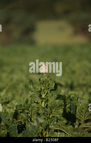 Skylark sitting on a sugar beet bolter Stock Photo