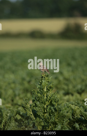 Skylark sitting on a sugar beet bolter Stock Photo