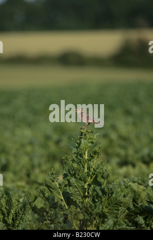 Skylark sitting on a sugar beet bolter Stock Photo