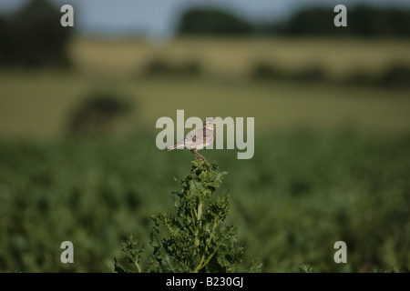 Skylark sitting on a sugar beet bolter Stock Photo