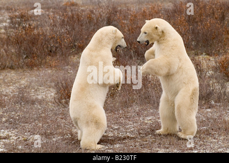 Two polar bears fighting in tundra, Cape Churchill, Canada Stock Photo