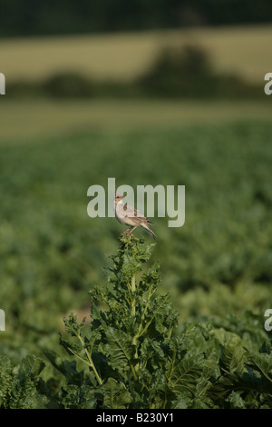 Skylark sitting on a sugar beet bolter Stock Photo