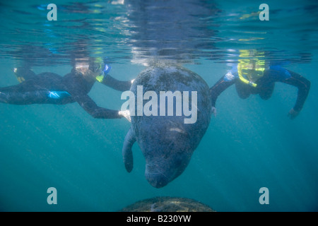 Two scuba divers touching sea cow underwater Stock Photo