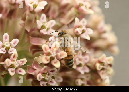 Honey Bee on flowering Common Milkweed Stock Photo