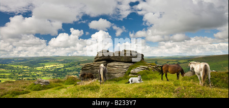 Dartmoor ponies grazing near Chinkwell Tor Dartmoor National Park Devon England Stock Photo