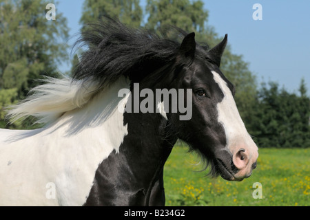'Irish Tinker' horse Stock Photo