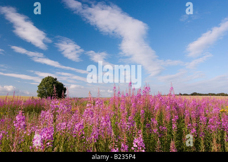 Rosebay Willow Herb on the South Downs, Sussex UK Stock Photo