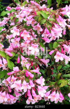 Kolkwitzia amabilis 'Pink Cloud' Beauty Bush pink flower garden plant Stock Photo