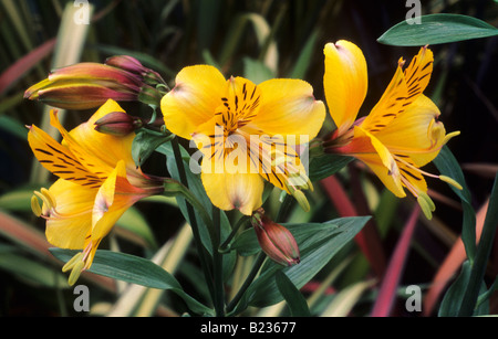 Alstroemeria 'Golden Delight' yellow flower garden plant Stock Photo
