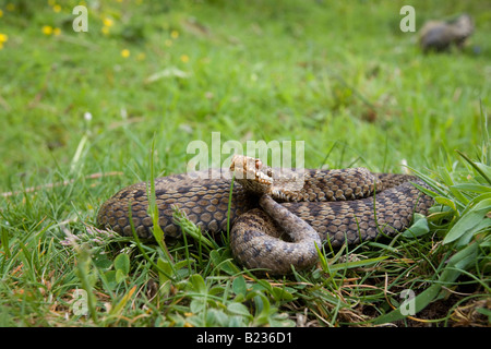 Adder Vipera berus - female Stock Photo