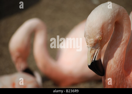 Chilean Flamingo (Phoenicopterus chilensis) preening on beach Stock Photo
