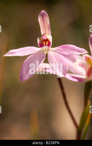 Australian Pink finger orchid flower Stock Photo