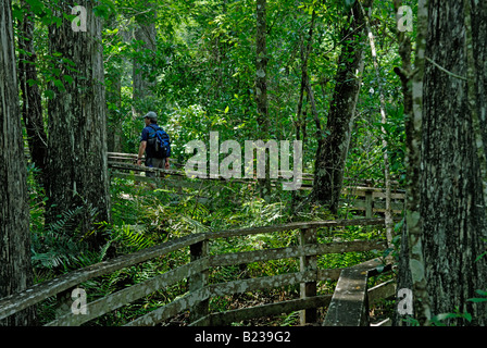 Man walking on a boardwalk nature trail through a forest of old growth bald cypresses  Corkscrew Swamp Audubon Sanctuary Stock Photo