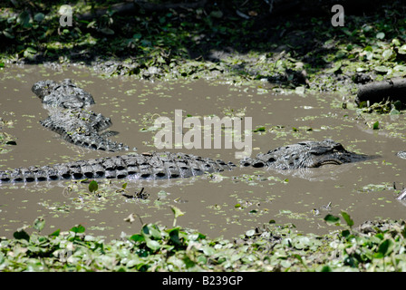 American alligators Alligator mississippiensis in muddy water of a cypress swamp Corkscrew Swamp Audubon Sanctuary Florida Stock Photo