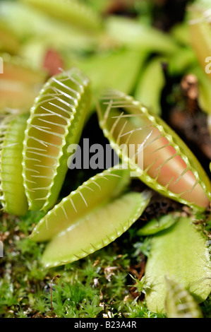 Venus fly trap Dionaea muscipula showing marginal teeth Stock Photo