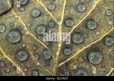 Raindrops on a fallen leaf in Killarney Provincial Park, Ontario, Canada. Stock Photo