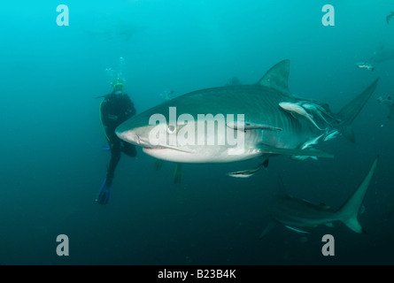 tiger shark and scuba diver Galeocerdo cuvier Aliwal Shoal Kwazulu Natal South Africa Indian Ocean Stock Photo