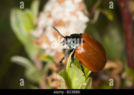 Red Poplar Leaf Beetle (Chrysomela populi) Stock Photo