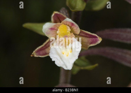 Close-up of individual Marsh Helleborine (Epipactis palustris) Stock Photo