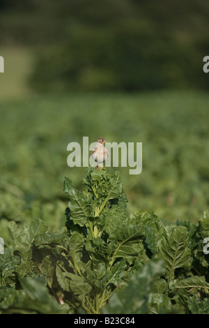 Skylark sitting on a sugar beet bolter Stock Photo