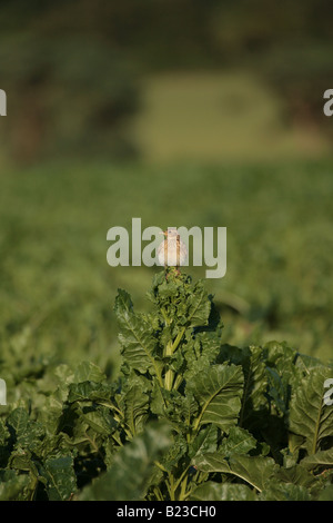 Skylark sitting on a sugar beet bolter Stock Photo