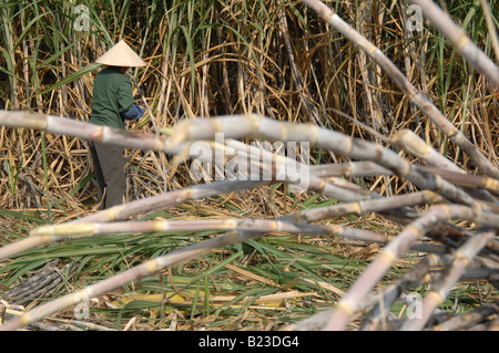 Farmer harvesting corn crop in field, Pingxiang, Jiangxi Province, China Stock Photo