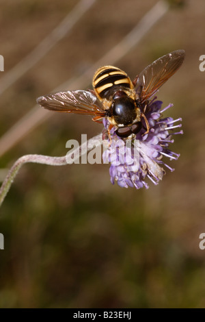 Yellow barred bog hover fly Sericomyia silentis Syrphidae on devil s bit scabious Succisa pratensis UK Stock Photo