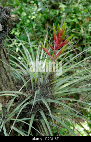 An endangered bromeliad in flower, Corkscrew Swamp, Florida Stock Photo