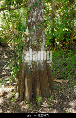 Trunk of old growth bald cypress Taxodium distichum tree Corkscrew Swamp Audubon Sanctuary Florida Stock Photo