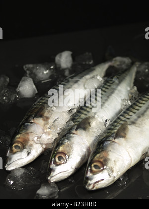 Three mackerel and ice cubes laying on a black reflective surface Stock Photo