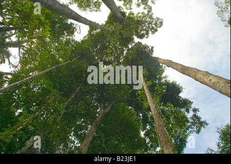 Looking directly upwards at rainforest canopy Lambir Hills National Park Sarawak Malaysia Stock Photo