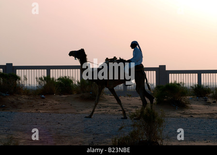 Camel herder taking camels to market in desert outside Riyadh Saudi Arabia Stock Photo