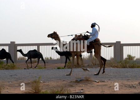 Camel herder taking camels to market in desert outside Riyadh Saudi Arabia Stock Photo