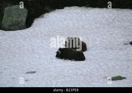 Muskoxen, Ovibos moschatus, at sleep on snow in Dovrefjell natuional park, Norway. Stock Photo