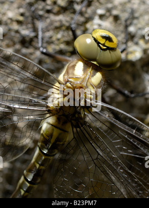 Closeup of the head, thorax & part of the abdomen of a newly emerged ...