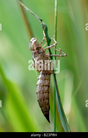 The exuvia (empty larval case) of a Southern Hawker dragonfly on a reed stem in a garden pond. Stock Photo