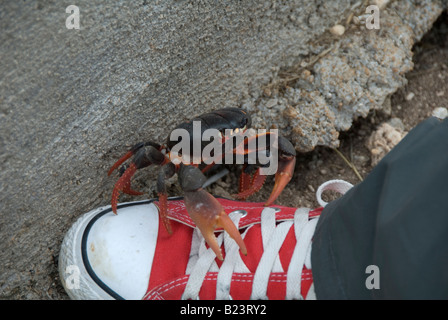 Gecarcinus ruricola – land crab, Cuba Stock Photo
