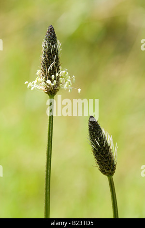 Ribwort Plantain flower spikes Stock Photo