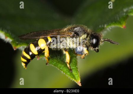 male Slender-bodied Digger Wasp (Crabro cribrarius) Stock Photo