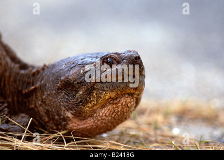 Snapping Turtle (Chelydra serpentina) head shot Stock Photo